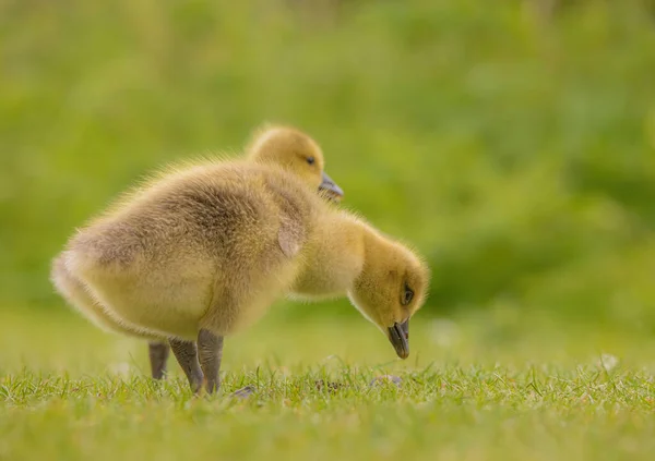 Selective Focus Shot Yellow Ducklings Green Field — Φωτογραφία Αρχείου