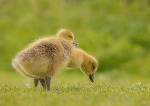 Enfoque Selectivo Patitos Amarillos Campo Verde — Foto de Stock