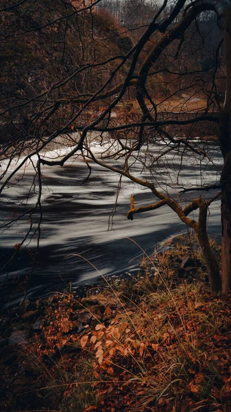 Vertical Shot River Forest Autumn — Stock Photo, Image