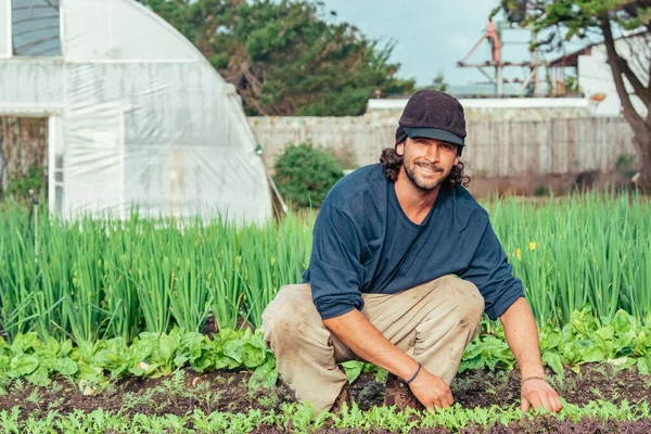 농부가 미소를 행복해 하면서 밭에서 신선하고 유기적 채소를 수확하자 남자는 — 스톡 사진