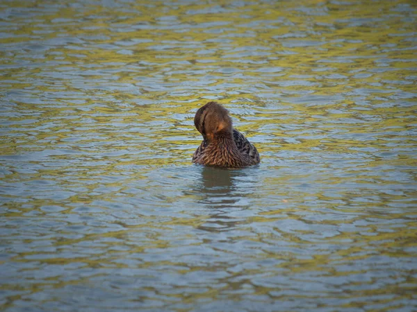 Female Mallard Duck Scratching Herself Green Reflective Lake Bright Day — Stock Photo, Image