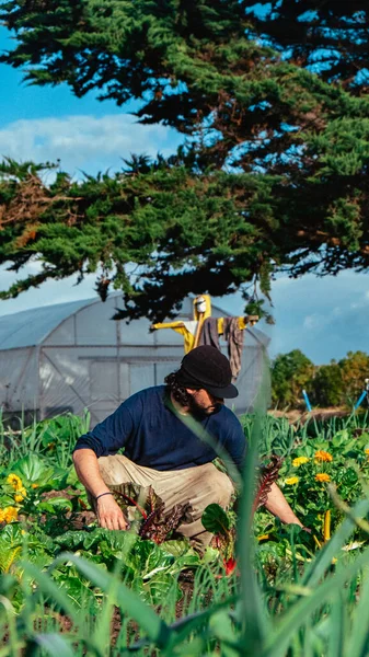 Young Gardener Working Natural Food Harves — Stock fotografie