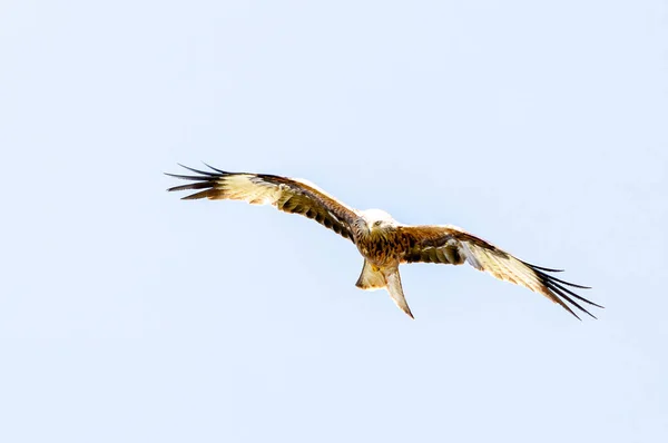 Fierce Looking Common Buzzard Flying Clear Sky — Stock Photo, Image