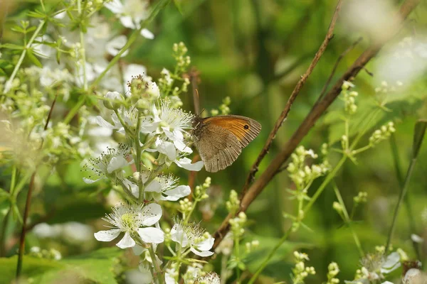 Closeup Meadow Brown Brush Footed Butterfly Flower — Stock Photo, Image