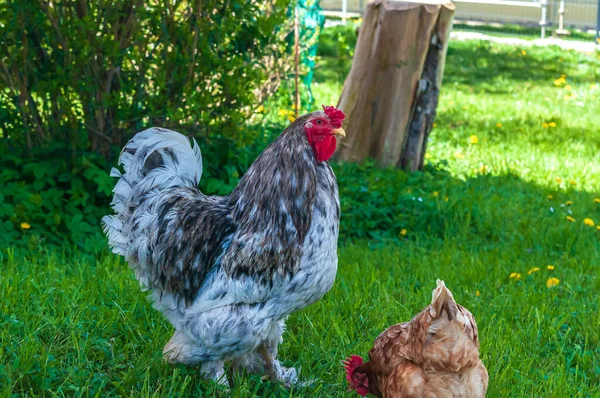 一只灰色的公鸡和一只棕色的母鸡在绿草上行走时的特写镜头 — 图库照片