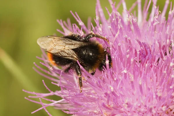 Primer Plano Bombus Campestris Cuco Abejorro Una Flor —  Fotos de Stock