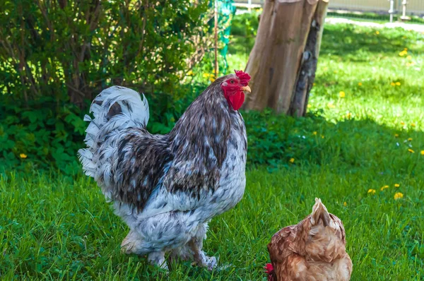 Closeup Shot Gray Cochin Rooster Brown Hen Walking Green Grass — Stock Photo, Image