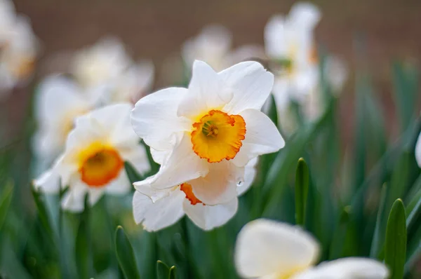 Schöne Narzissenblüten Einem Garten Schönheit Der Natur — Stockfoto