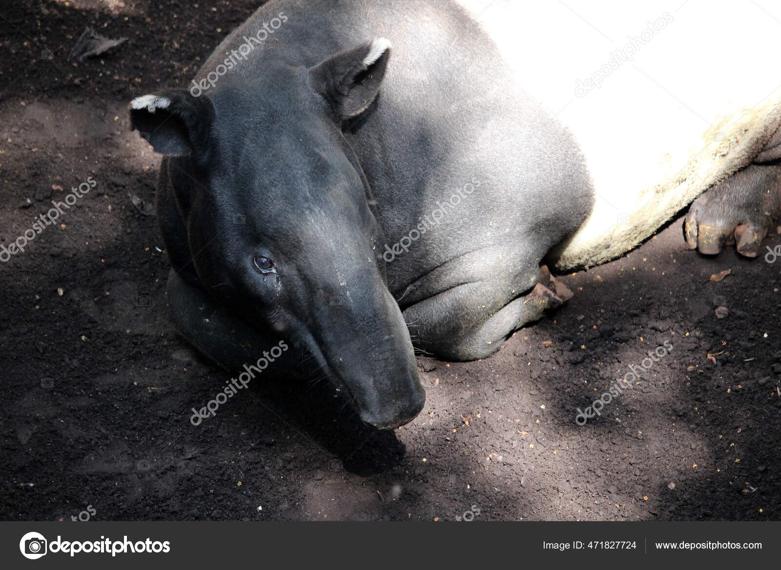 Animales Tapir Asiatico图库照片 免版税animales Tapir Asiatico图片 Depositphotos