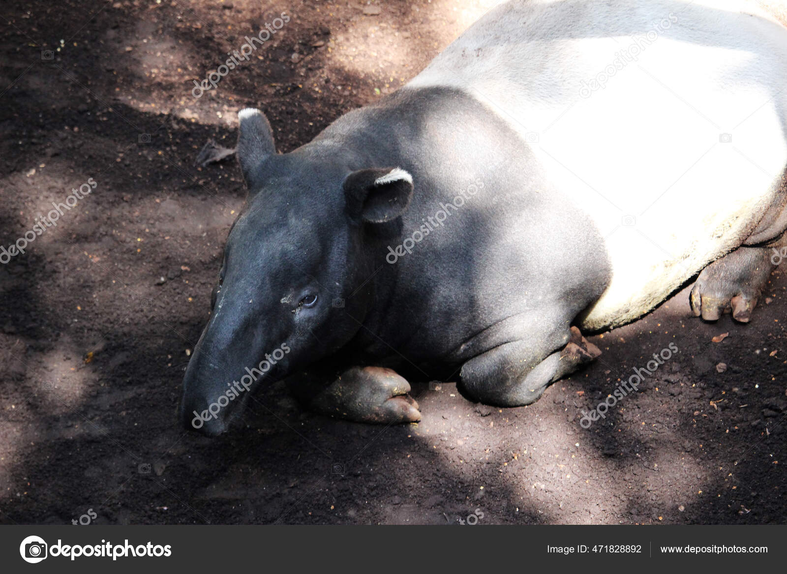 Animales Tapir Asiatico图库照片 免版税animales Tapir Asiatico图片 Depositphotos