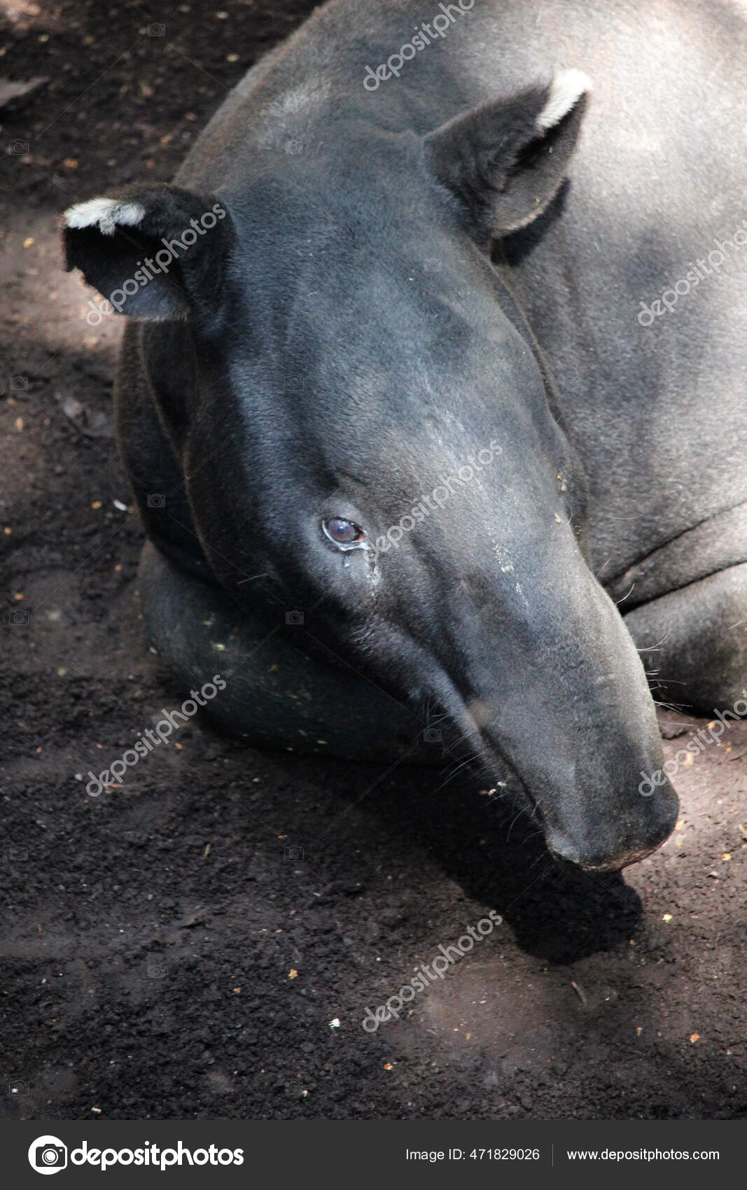 Animales Tapir Asiatico图库照片 免版税animales Tapir Asiatico图片 Depositphotos