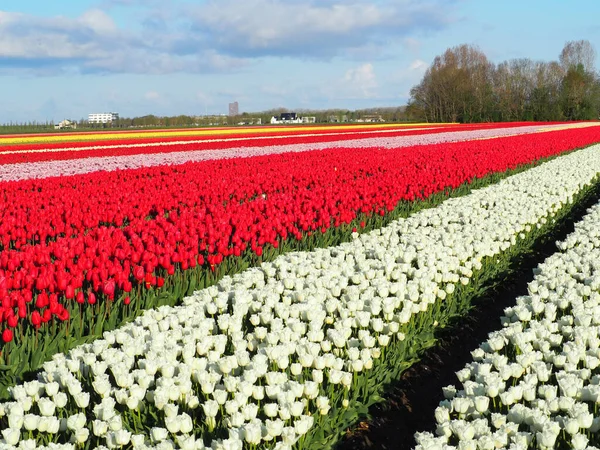 Pole Białymi Czerwonymi Tulipanami — Zdjęcie stockowe