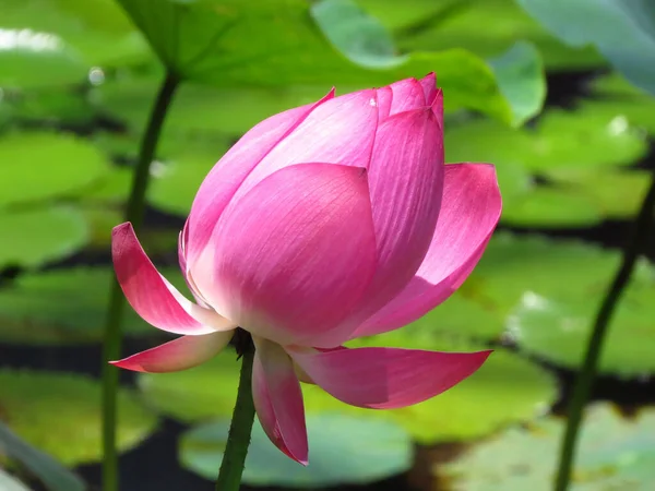 Belo Tiro Flor Lótus Rosa Uma Lagoa Sob Luz Sol — Fotografia de Stock