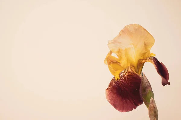 Eine Nahaufnahme Von Gelben Und Lila Irisblume Isoliert Auf Cremefarbenem — Stockfoto