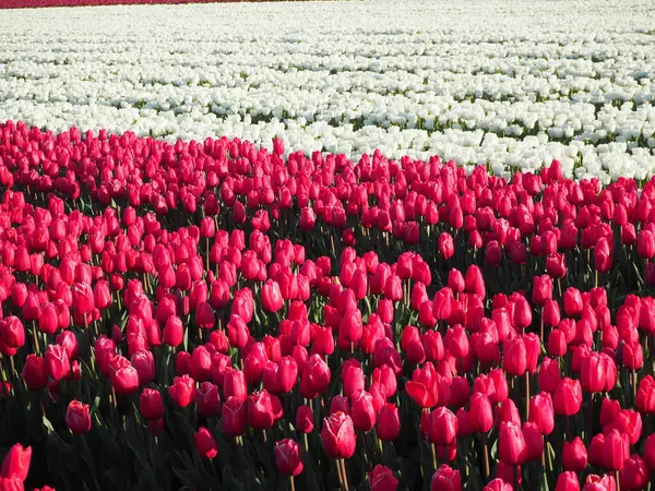 Champ Avec Des Tulipes Rouges Blanches — Photo