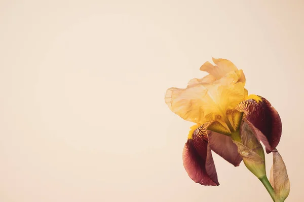 Крупним Планом Жовта Фіолетова Квітка Райдужки Ізольовані Кремовому Фоні Копіювання — стокове фото