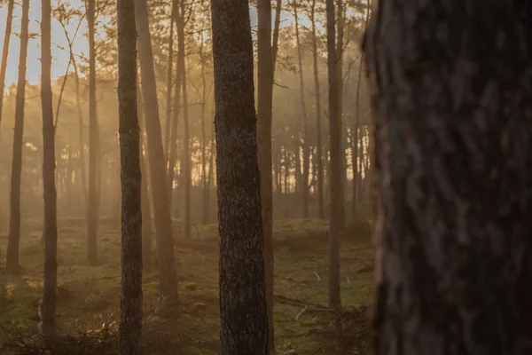 Гарний Знімок Густого Лісу Сході Сонця — стокове фото