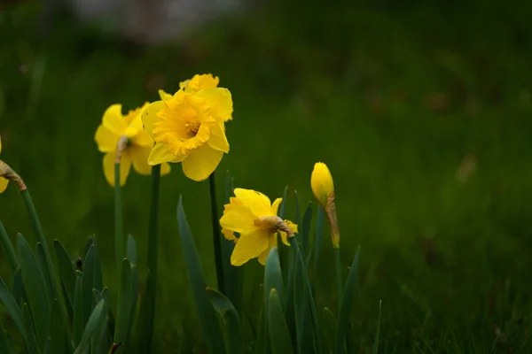 Narcissus Pseudonarcissus Spring Osterglocken — 图库照片