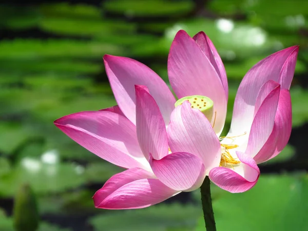 Belo Tiro Flor Lótus Rosa Uma Lagoa Sob Luz Sol — Fotografia de Stock