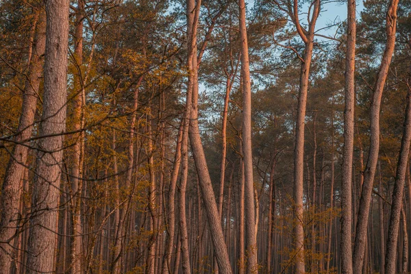 夕暮れ時の鬱蒼とした森の美しいショット — ストック写真