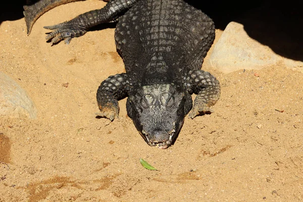 Crocodilo Anão Osteolaemus Tetraspis Também Conhecido Como Crocodilo Anão Africano — Fotografia de Stock