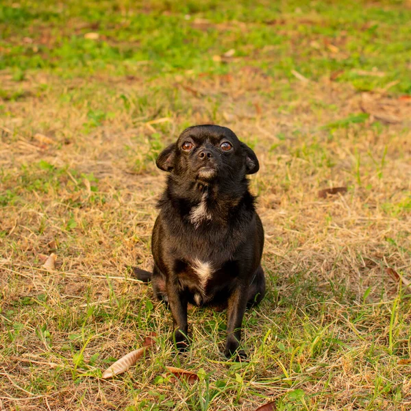 Chihuahua Preto Pequeno Bonito Sentado Grama Verde — Fotografia de Stock
