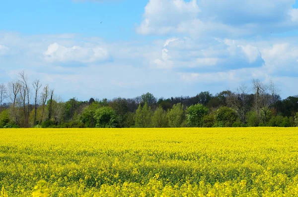 Comienzo Floración Colza Colorea Paisaje Norte Frankfurt Amarillo — Foto de Stock