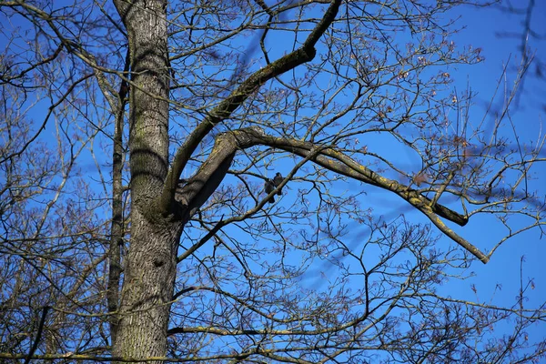 Знімок Птахів Сидять Гілках Голого Дерева Блакитним Небом Фоні — стокове фото