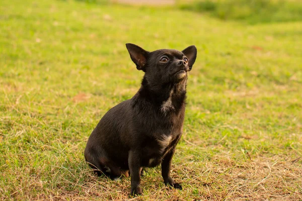 Chihuahua Preto Pequeno Bonito Sentado Grama Verde — Fotografia de Stock