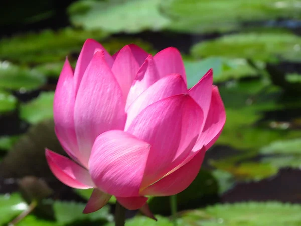 Прекрасный Снимок Цветущего Розового Цветка Лотоса Пруду Солнечным Светом — стоковое фото