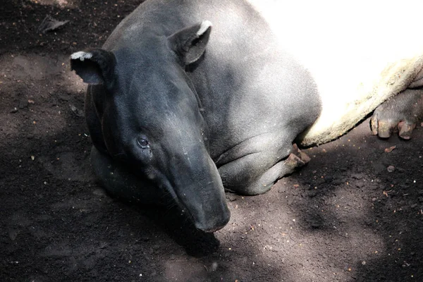 Malayan Tapir Acrocodia Indica Also Called Asian Tapir — 图库照片