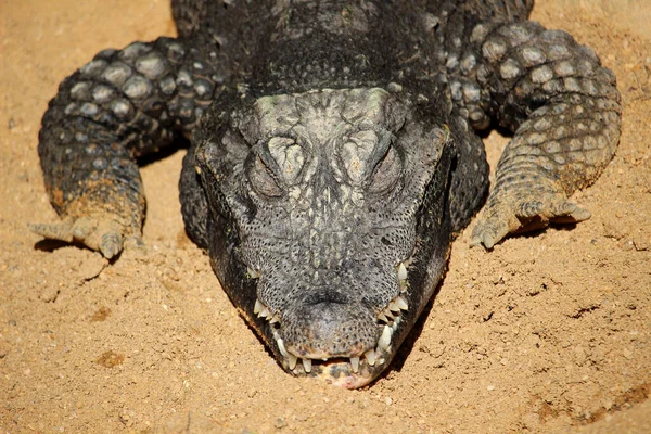 Zwergkrokodil Osteolaemus Tetraspis Auch Als Afrikanisches Zwergkrokodil Oder Knochenkrokodil Bekannt — Stockfoto