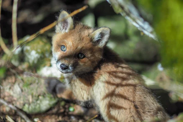 Zorro Rojo Salvaje Joven Vulpes Vulpes Bosque Parque Nacional Berchtesgaden — Foto de Stock