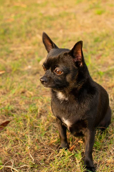 Chihuahua Preto Pequeno Bonito Sentado Grama Verde — Fotografia de Stock