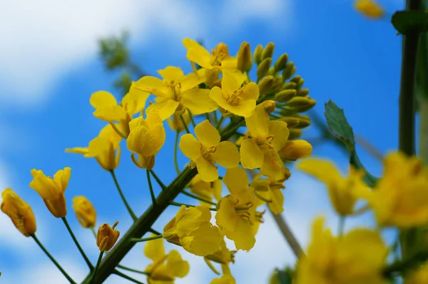 Våldtäktsblomma Panik Mot Den Blå Himlen Gul Mot Blå Med — Stockfoto