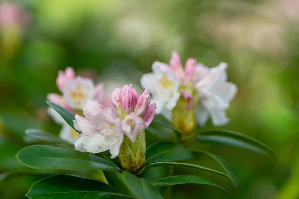 Las Florecientes Flores Rododendro Jardín — Foto de Stock