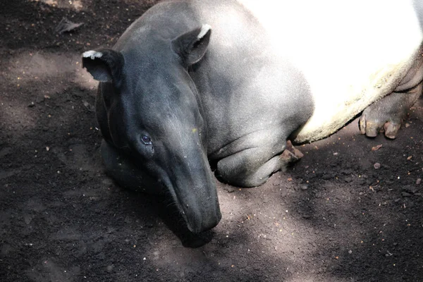 Tapir Malaio Acrocodia Indica Também Chamado Tapir Asiático — Fotografia de Stock