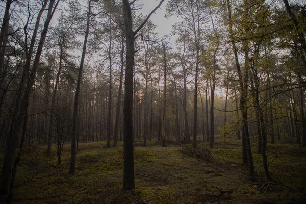 Eine Schöne Aufnahme Eines Dichten Waldes Bei Sonnenaufgang — Stockfoto