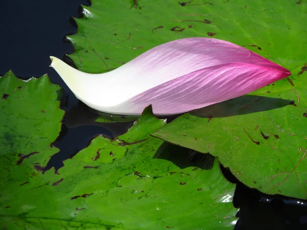 Closeup Shot Pink Lotus Petal Pond Sunlight — 图库照片