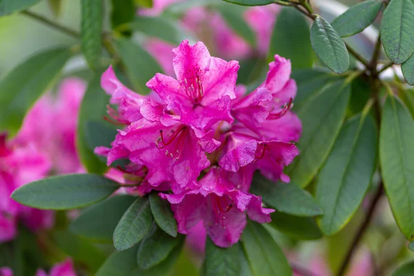 Fiori Rododendro Rosa Fiorenti Giardino — Foto Stock