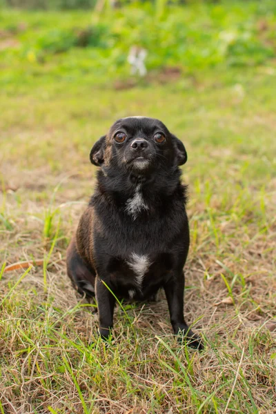 Söt Liten Svart Chihuahua Sitter Grönt Gräs — Stockfoto