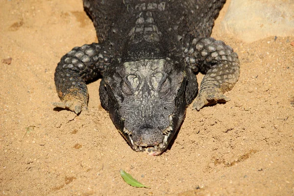 Crocodilo Anão Osteolaemus Tetraspis Também Conhecido Como Crocodilo Anão Africano — Fotografia de Stock