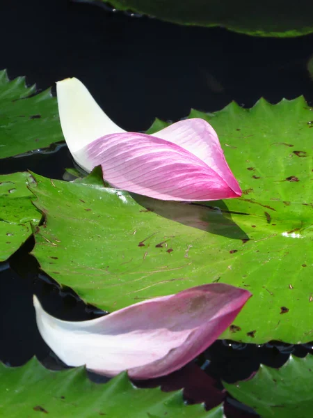 Detailní Záběr Růžových Okvětních Lístků Lotosu Jezírku Slunečního Světla — Stock fotografie