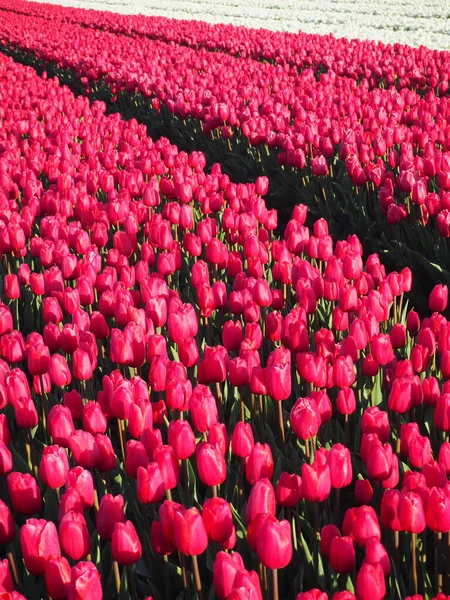 Pionowe Ujęcie Pola Czerwonymi Tulipanami — Zdjęcie stockowe