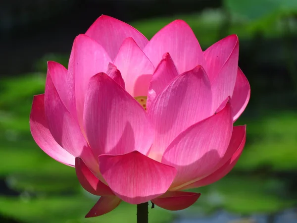 Hermoso Tiro Flor Loto Rosa Estanque Bajo Luz Del Sol —  Fotos de Stock