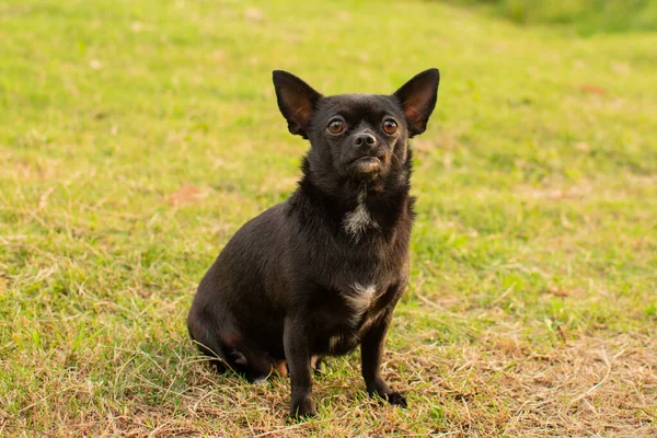 Chihuahua Preto Pequeno Bonito Sentado Grama Verde — Fotografia de Stock