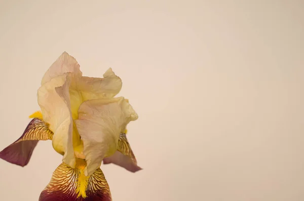 Detailní Záběr Žluté Fialové Duhovky Květiny Izolované Smetanovém Pozadí Pro — Stock fotografie