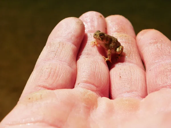 Fayetteville United States Mar 2021 Tiny Toad Rests Hand Examined — 스톡 사진