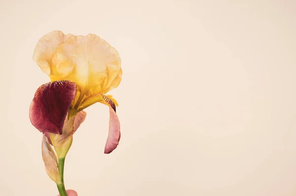 Eine Nahaufnahme Von Gelben Und Lila Irisblume Isoliert Auf Cremefarbenem — Stockfoto