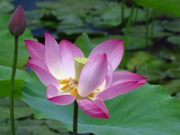 Belo Tiro Flor Lótus Rosa Uma Lagoa Sob Luz Sol — Fotografia de Stock